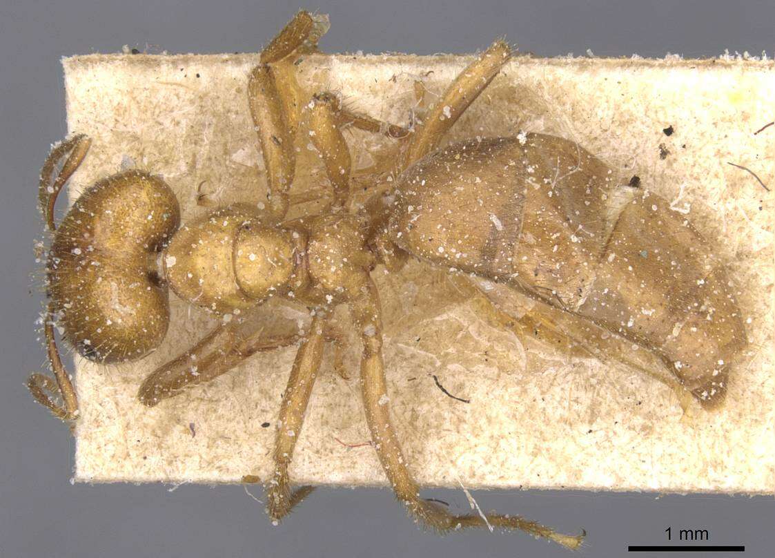 Image of Brachymyrmex micromegas Emery 1923