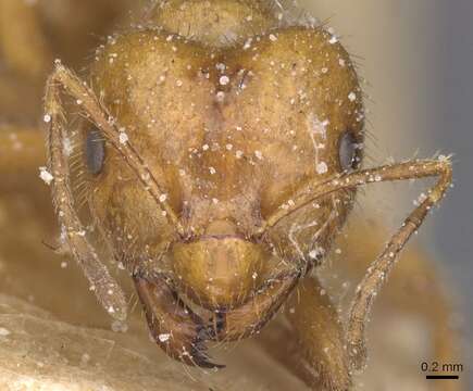 Image of Brachymyrmex micromegas Emery 1923