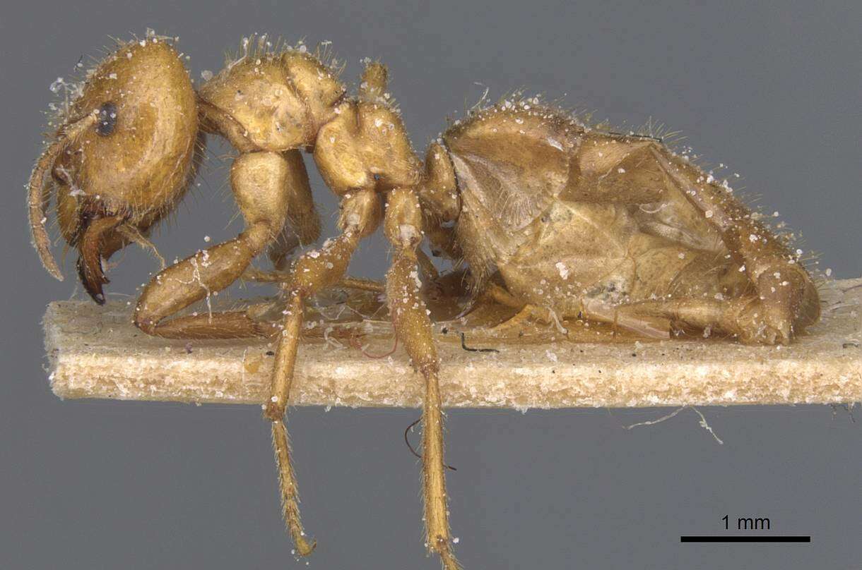 Image of Brachymyrmex micromegas Emery 1923