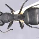 <i>Camponotus amaurus</i>的圖片