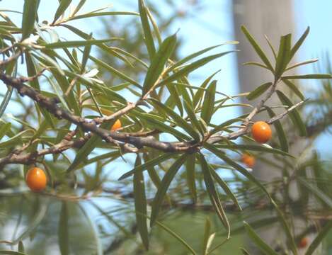 Image of Sea-buckthorn