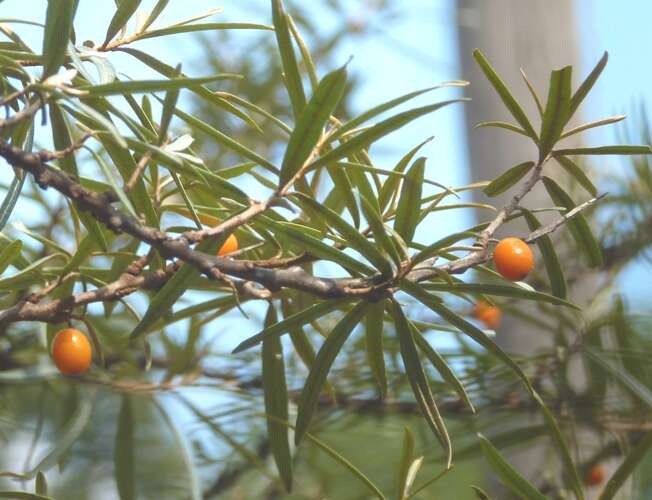 Imagem de Hippophae rhamnoides L.