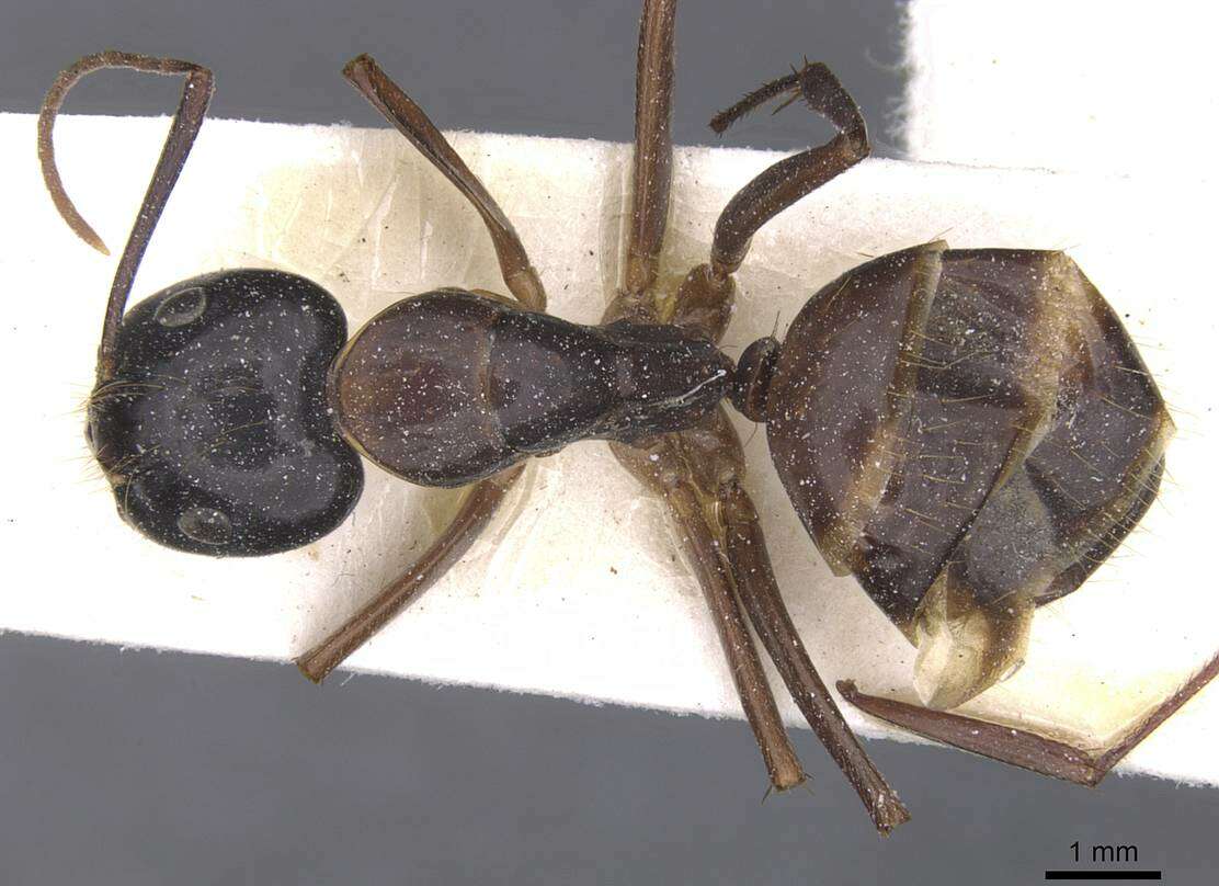 صورة Camponotus americanus Mayr 1862