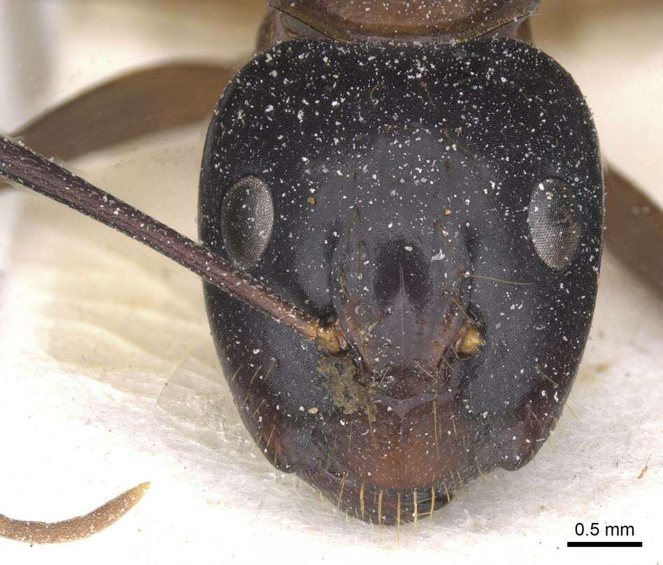 صورة Camponotus americanus Mayr 1862