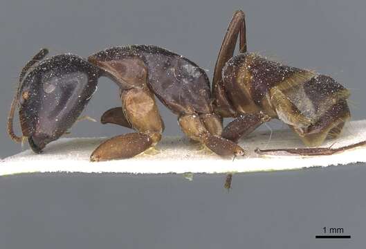 صورة Camponotus americanus Mayr 1862