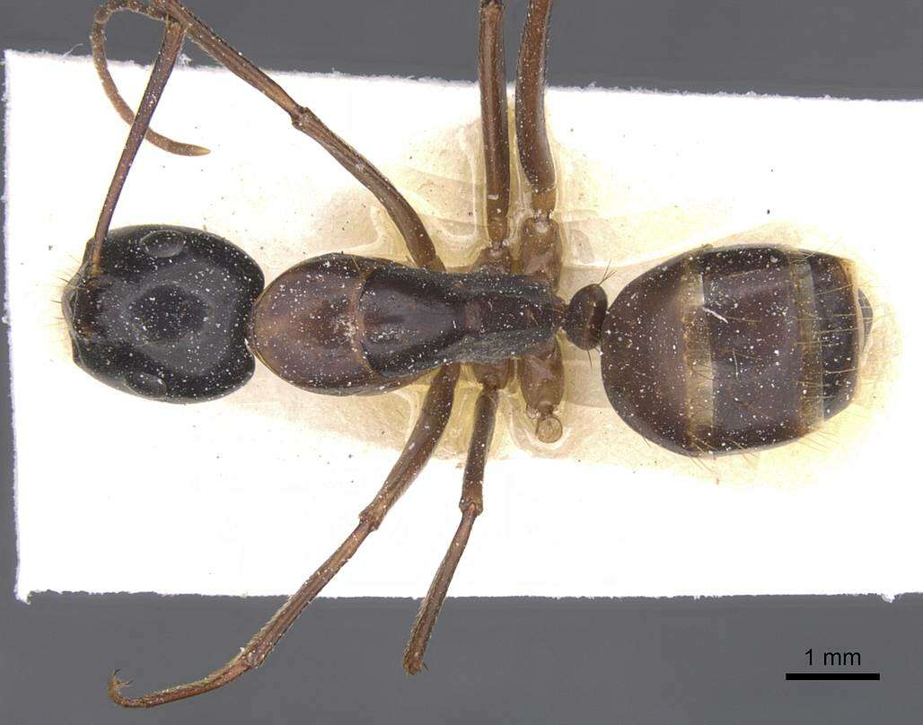 صورة Camponotus americanus Mayr 1862