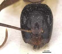 صورة Camponotus americanus Mayr 1862