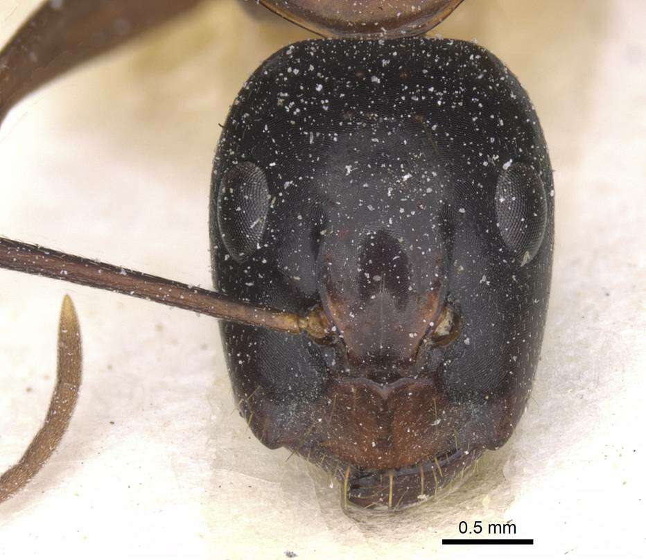 Image of Camponotus americanus Mayr 1862