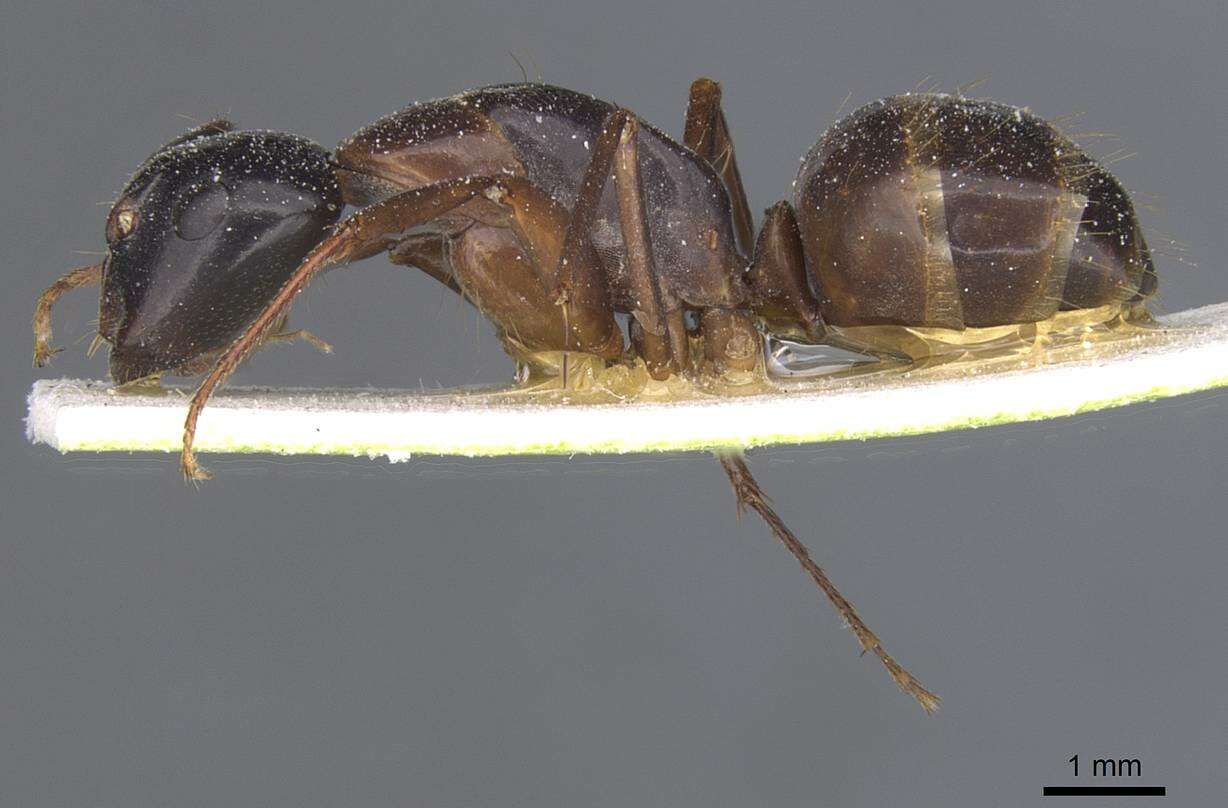 صورة Camponotus americanus Mayr 1862