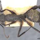 Image de Camponotus tonkinus Santschi 1925