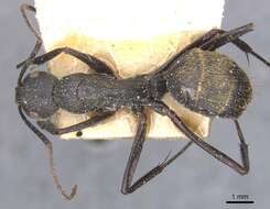 Image de Camponotus tonkinus Santschi 1925