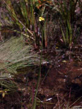 Imagem de Xyris laxifolia Mart.