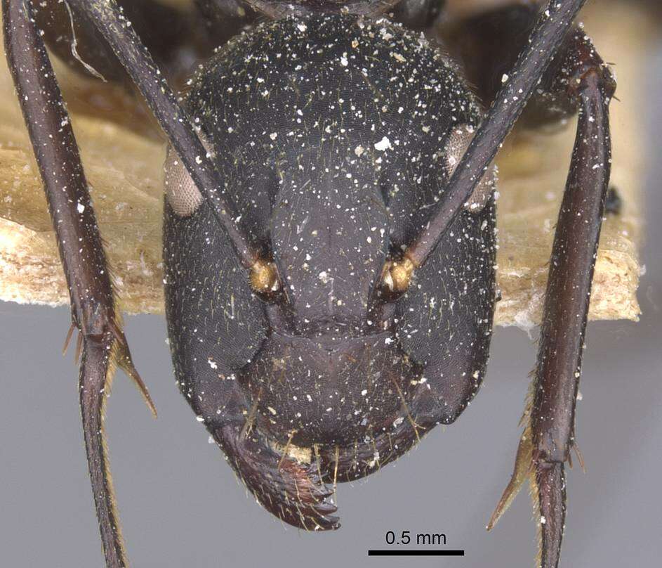 Imagem de Camponotus tonkinus Santschi 1925