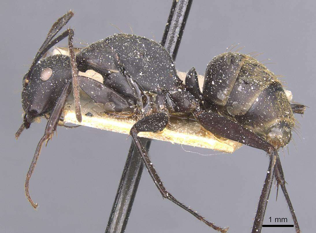 Imagem de Camponotus tonkinus Santschi 1925