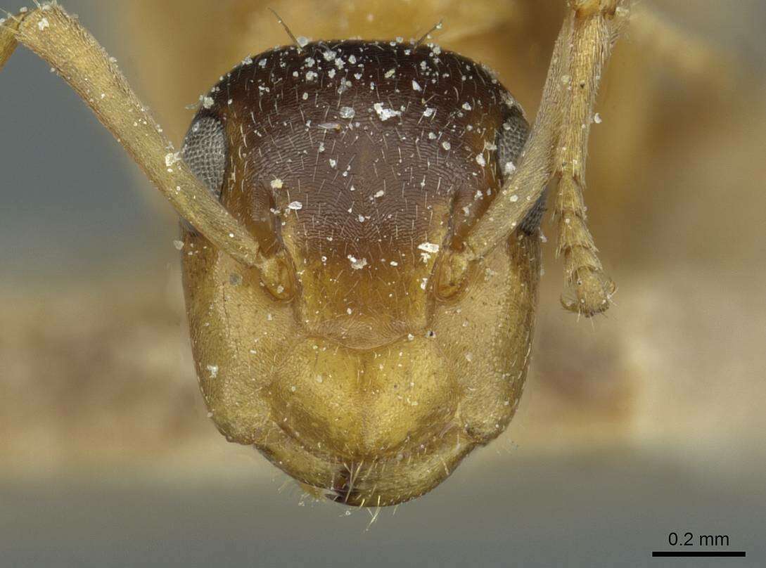 Image of Colobopsis