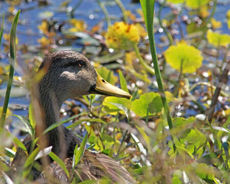 Image of Florida duck