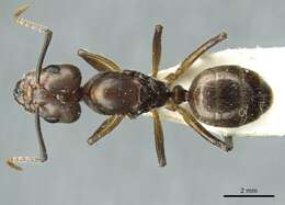 Image of Camponotus asli Dumpert 1989