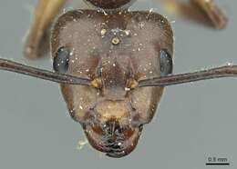 Image of Camponotus asli Dumpert 1989