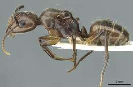 Image of Camponotus asli Dumpert 1989