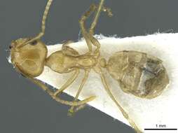 Image of Camponotus aureus