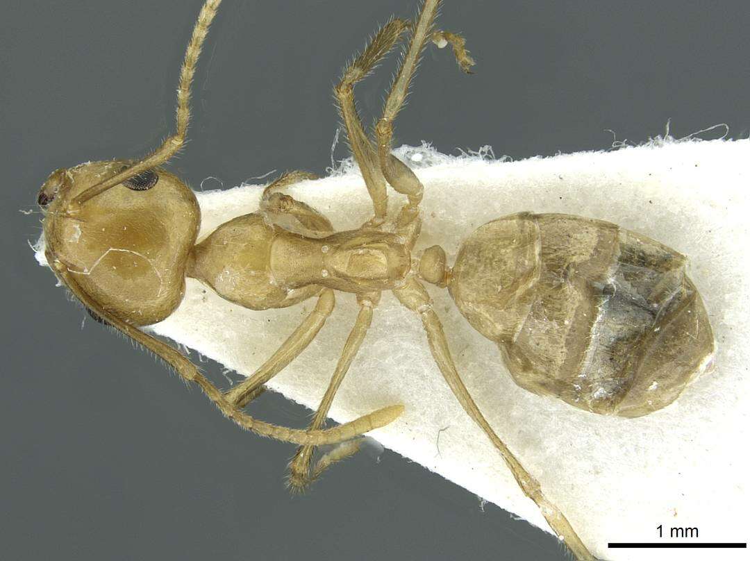 Image of Camponotus aureus