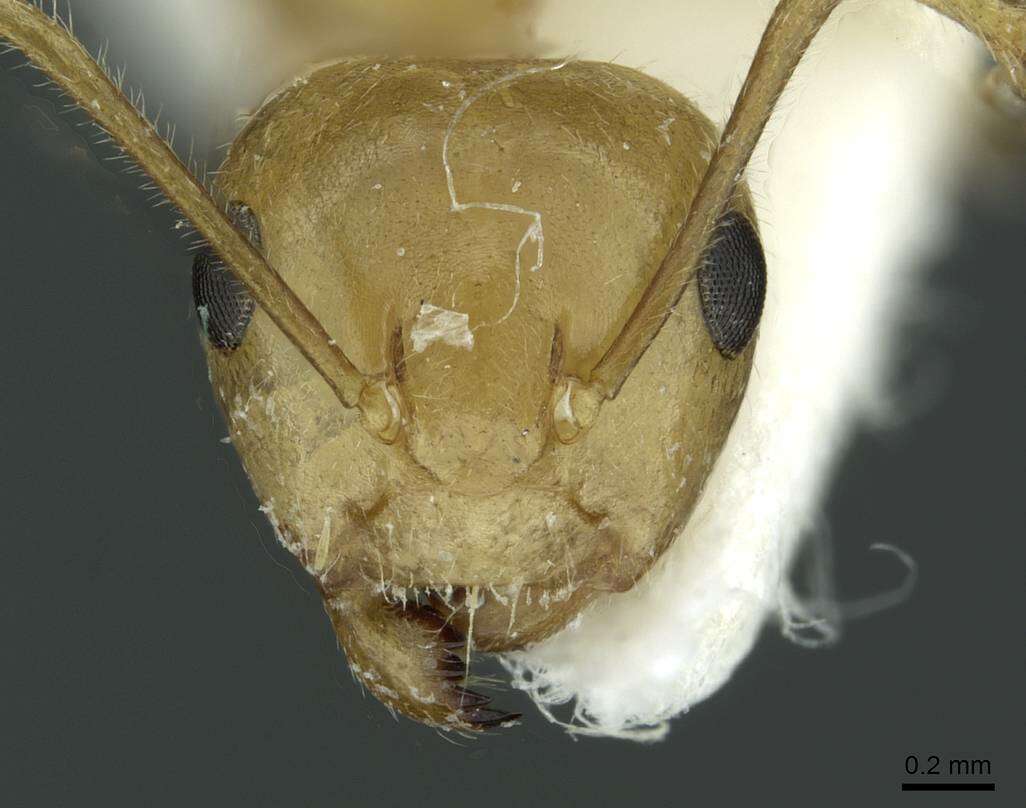 Image of Camponotus aureus