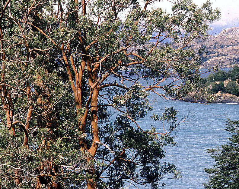 Sivun Luma apiculata (A. P. de Candolle) Burret kuva