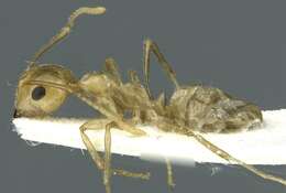 Image of Camponotus aureus