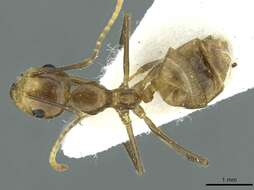 Image de Camponotus belumensis