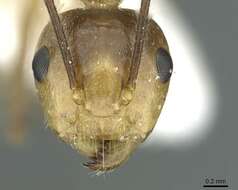 Image de Camponotus belumensis