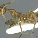 Image of Camponotus belumensis