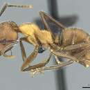 Image of Camponotus gentingensis