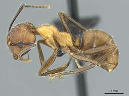 Image of Camponotus gentingensis