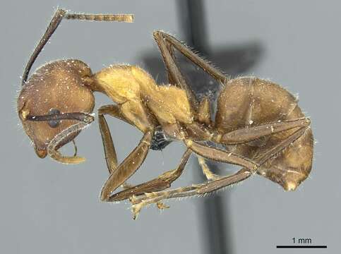 Image of Camponotus gentingensis