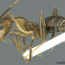 Image of Camponotus maschwitzi