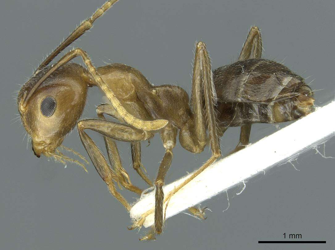 Image of Camponotus maschwitzi