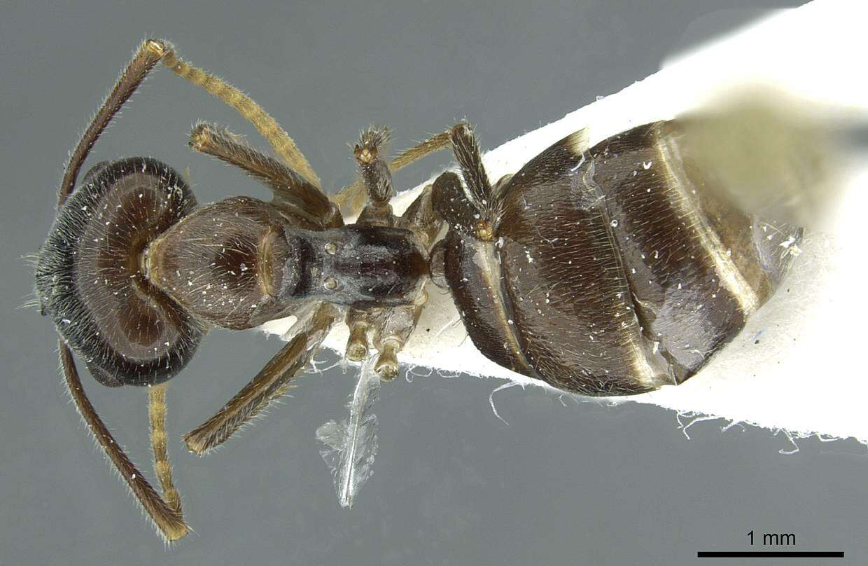 Image de Camponotus melanus