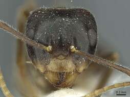 Image de Camponotus melanus