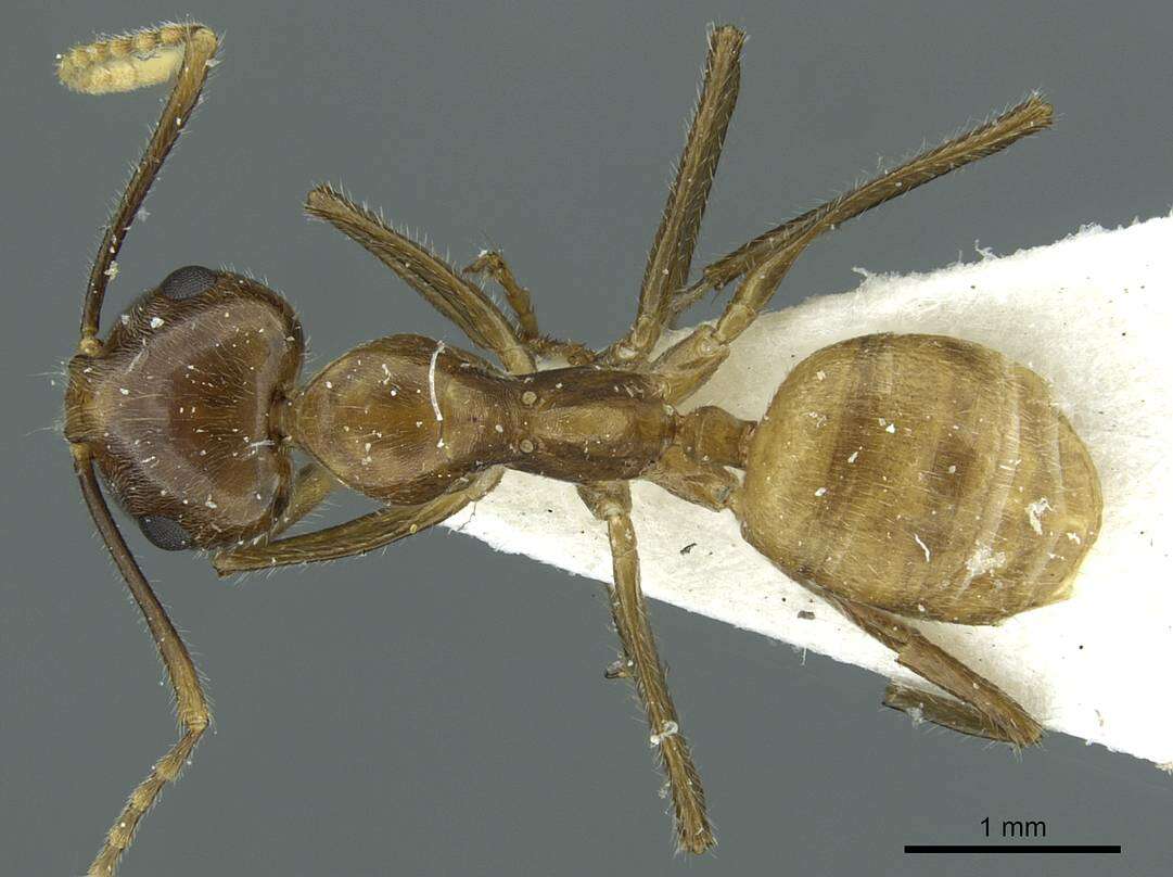 Image of Camponotus micragyne