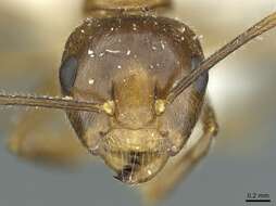 Image of Camponotus micragyne