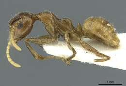 Image of Camponotus micragyne