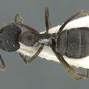 Image of Camponotus orinus Dumpert 1995