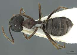 Image of Camponotus orinus Dumpert 1995