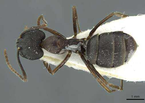 Image of Camponotus orinus Dumpert 1995