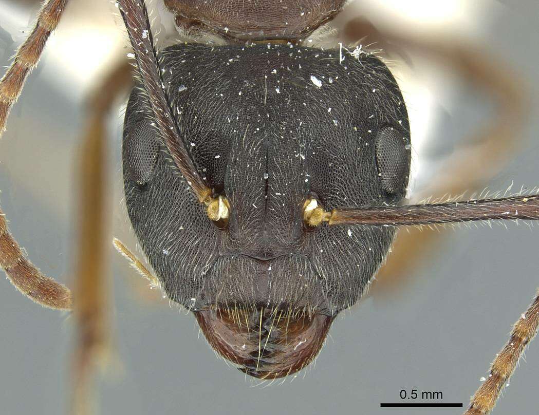 Image of Camponotus orinus Dumpert 1995