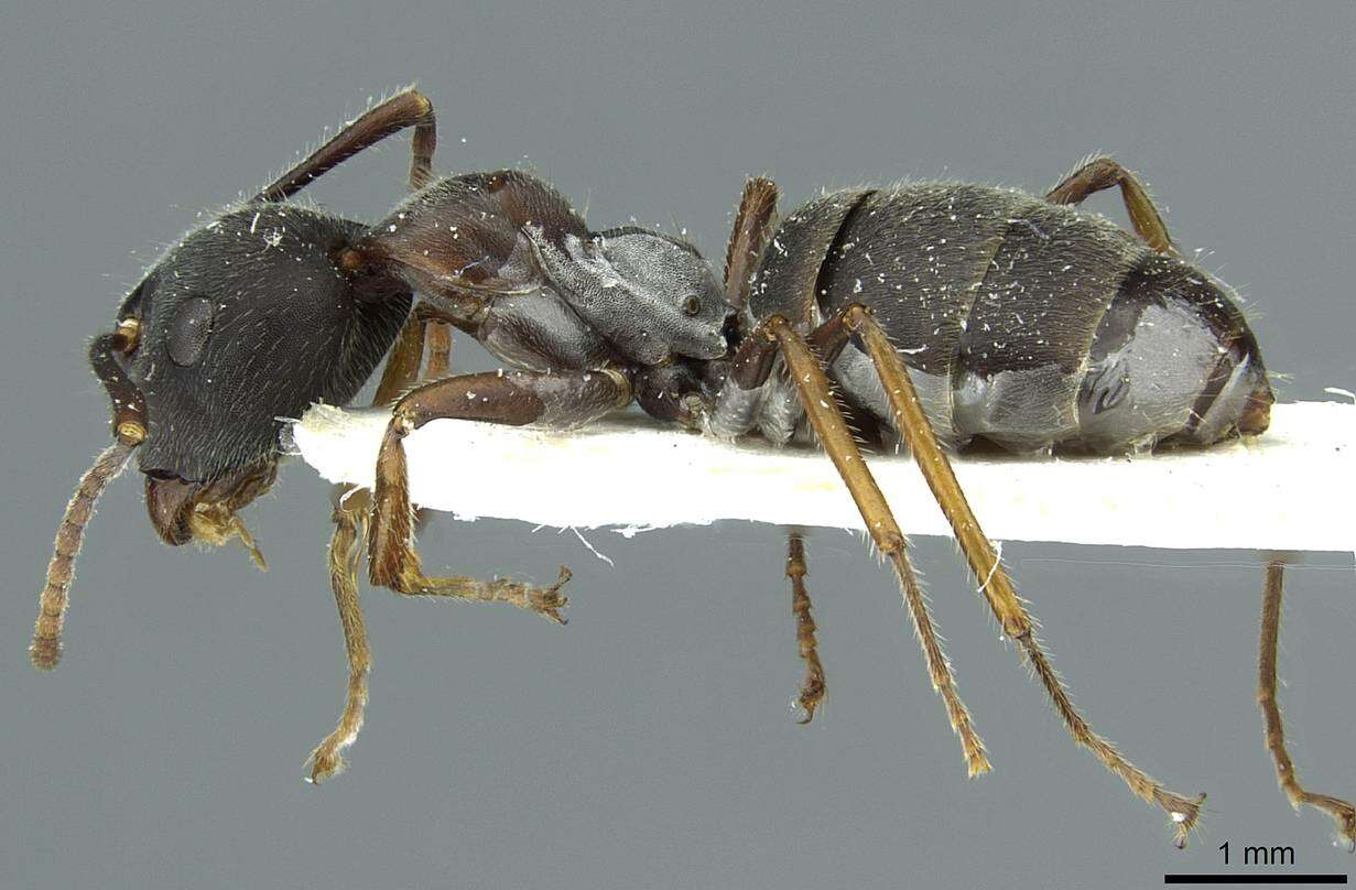 Image of Camponotus orinus Dumpert 1995