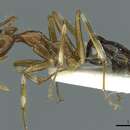 Image of Camponotus striatipes