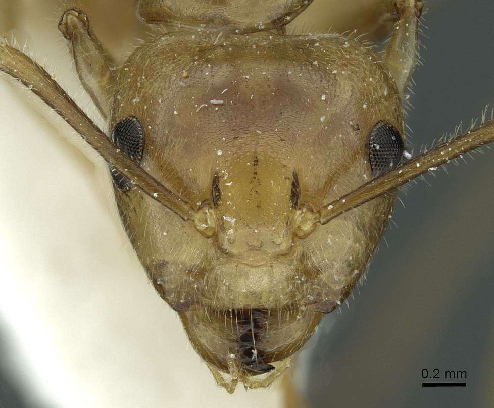 Image of Formicinae