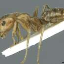 Image of Camponotus weissflogi