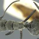 Image of Camponotus burgeoni Santschi 1926